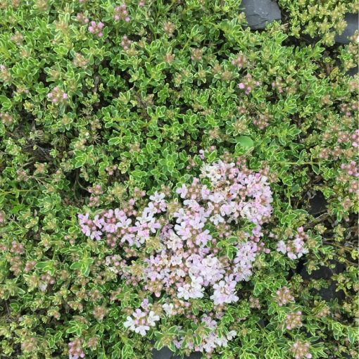 Thymus Highland Cream - Kakukkfű