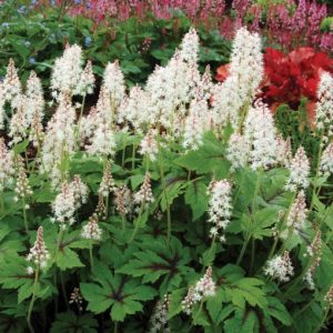 Tiarella Neon Lights - Turbántok