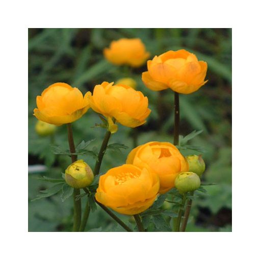 Trollius Orange Princess - Zergeboglár