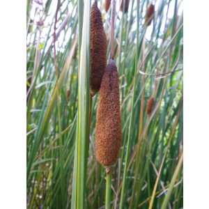 Typha struttleworthii - Gyékény