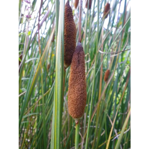 Typha struttleworthii - Gyékény