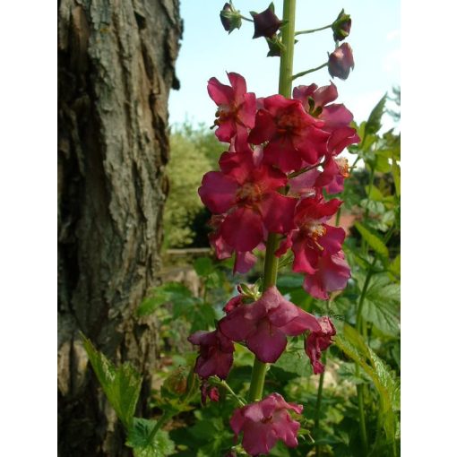 Verbascum phoeniceum - Ökörfarkkóró