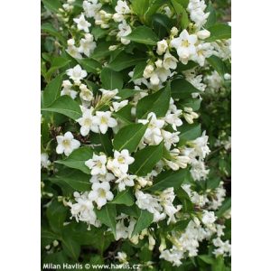 Weigela Bristol Snowflake - Rózsalonc