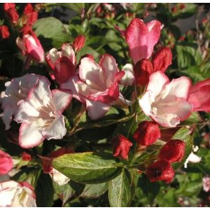 Weigela Courtalor - Rózsalonc