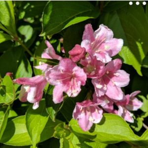 Weigela florida Pink Princess - Rózsalonc