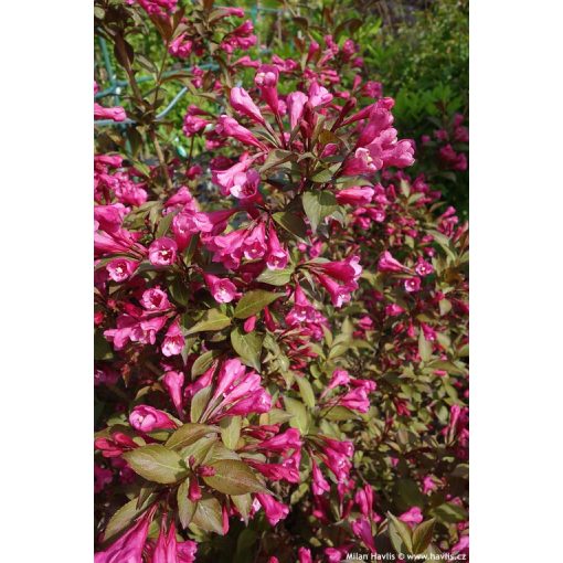 Weigela florida Victoria - Rózsalonc