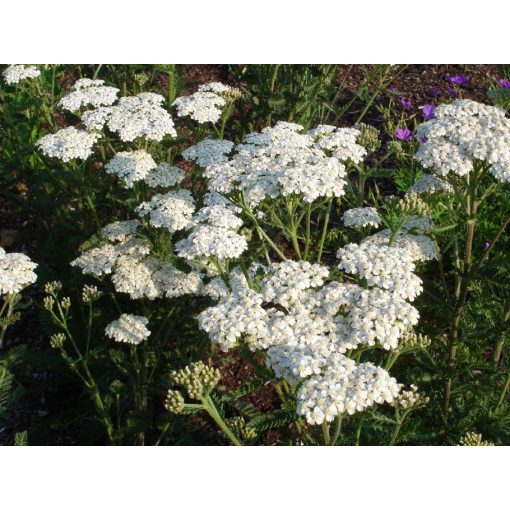 Achillea filipendula Heinrich Vogler - Cickafark