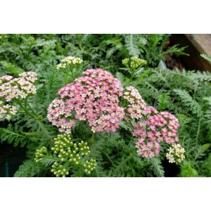 Achillea millefolium Milly Rock Rose - Cickafark