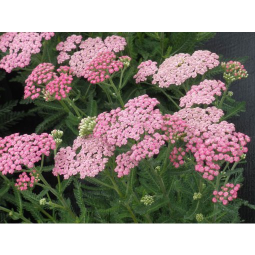 Achillea millefolium Pink Grapefruit - Cickafark