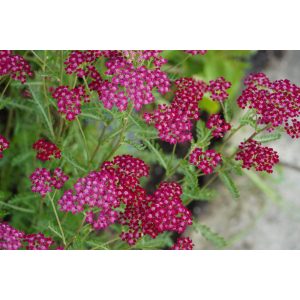 Achillea millefolium Summerwine - Cickafark