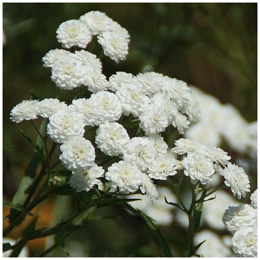 Achillea ptarmica Schneeball - Cickafark