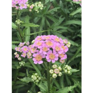 Achillea sibirica Love Parade - Cickafark