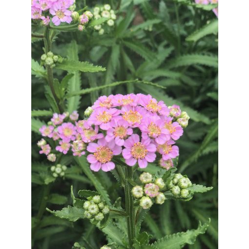 Achillea sibirica Love Parade - Cickafark