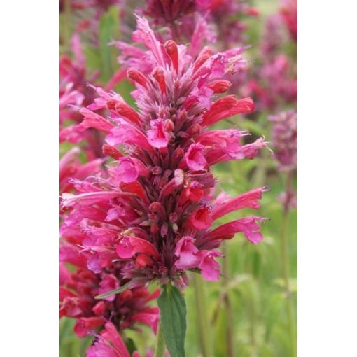 Agastache mexicana x rupestris Duet - Izsópfű