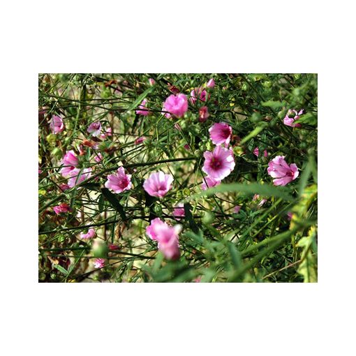 Althaea cannabina - Orvosi ziliz