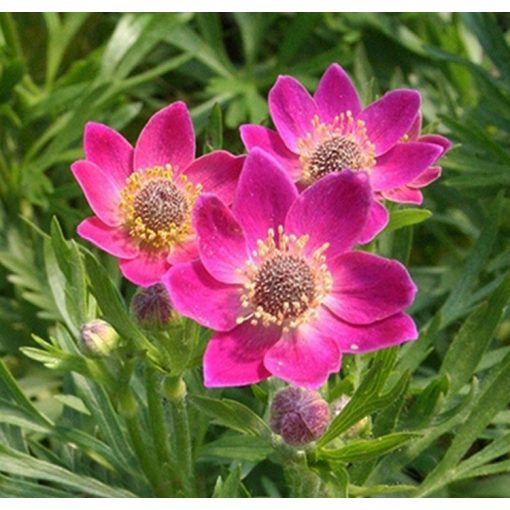 Anemone multifida Rubra - Szellőrózsa