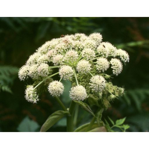 Angelica sylvestris - Angyalgyökér