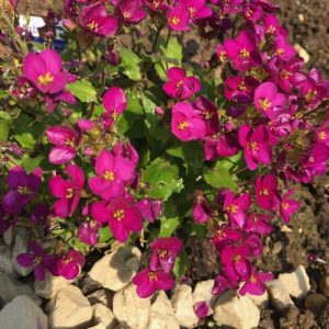 Arabis caucasica Aubris Deep Rose - Ikravirág