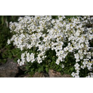 Arabis caucasica Aubris White - Ikravirág