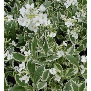 Arabis caucasica Variegata - Ikravirág