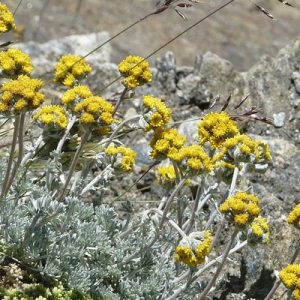 Artemisia glacialis - Üröm