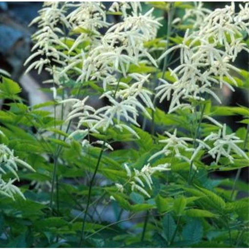 Aruncus aethusifolius Horatio - Erdei tündérfürt