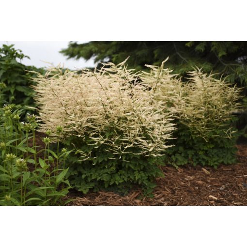 Aruncus Chantilly Lace - Erdei tündérfürt