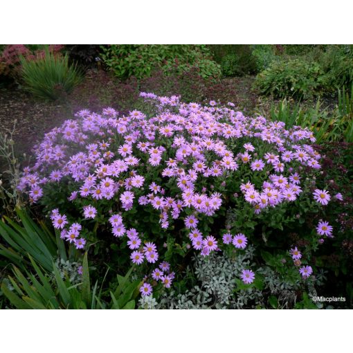 Aster amellus Pink Zenith - Csillagőszirózsa