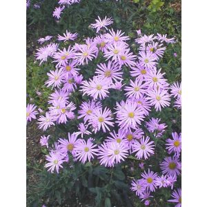 Aster Cotswold Gem - Évelő őszirózsa