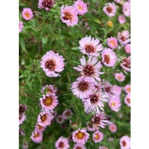 Aster novae-angliae Kylie - Mirigyes őszirózsa