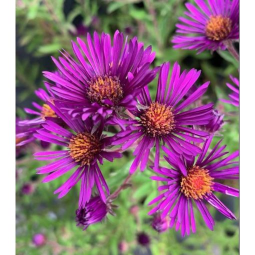 Aster novae-angliae Nachtauge - Mirigyes őszirózsa