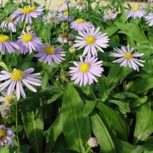 Aster spectabilis Macho Blue - Évelő őszirózsa