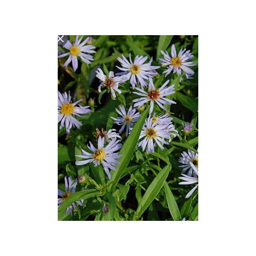 Aster versicolor Altweibersommer - Évelő őszirózsa