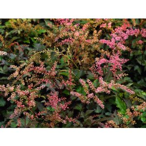 Astilbe simplicifolia Bronce Elegans - Tollbuga