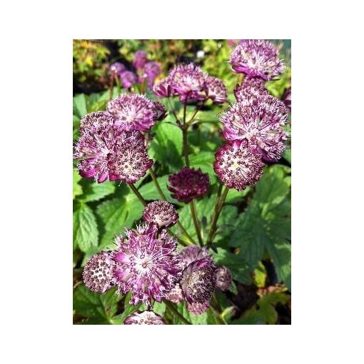 Astrantia major Star of Passion - Völgycsillag