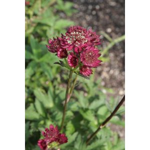 Astrantia Purple Hapiness - Völgycsillag