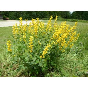 Baptisia sphaerocarpa - Borsófürt