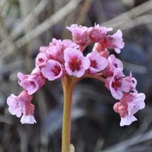 Bergenia Memelinks Pride - Bőrlevél