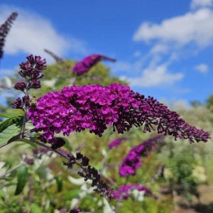 Buddleja davidii Royal Red - Nyári orgona