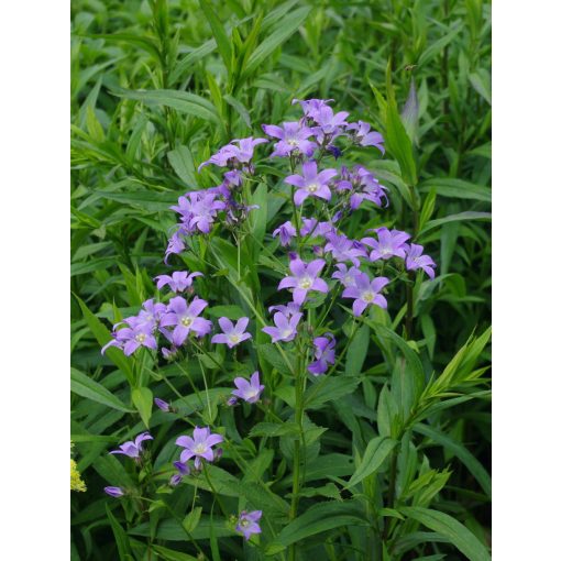 Campanula lactiflora Borderblues - Nagytermetű harangvirág