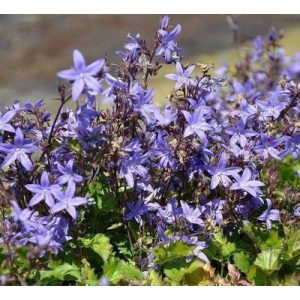   Campanula poscharskyana Fruhlingszauber - Balkáni harangvirág