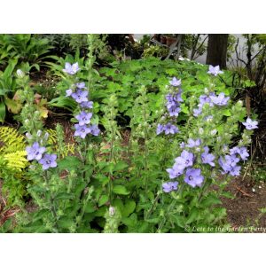 Campanula primulifolia - Spanyol harangvirág