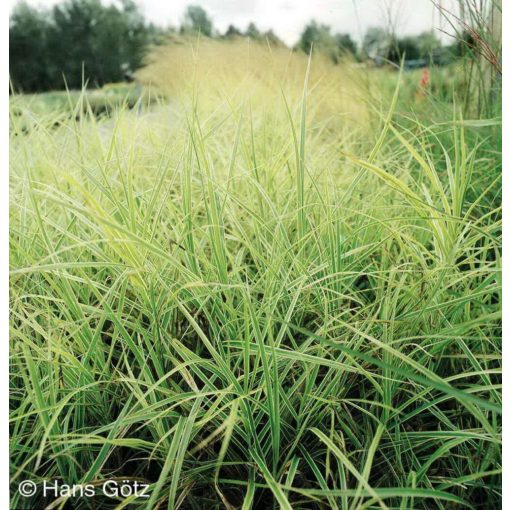 Carex muskingumensis Variegata - Pálmalevelű sás