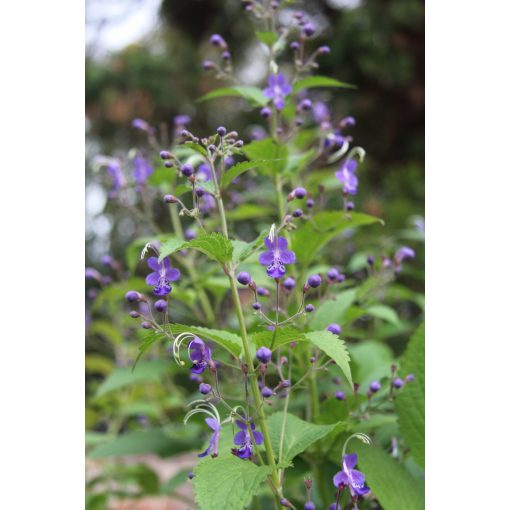 Caryopteris divaricata - Japán kékszakáll