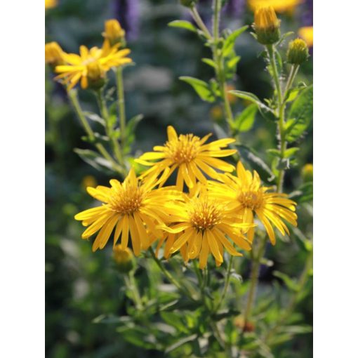 Chrysopsis speciosa Golden Sunshine - Arany őszirózsa