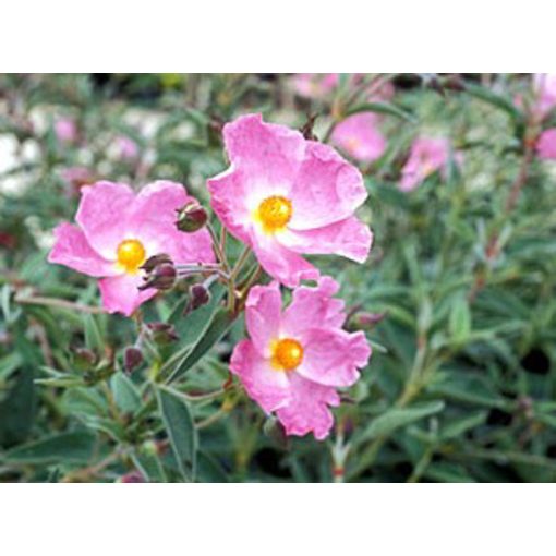 Cistus argenteus - Szuhar