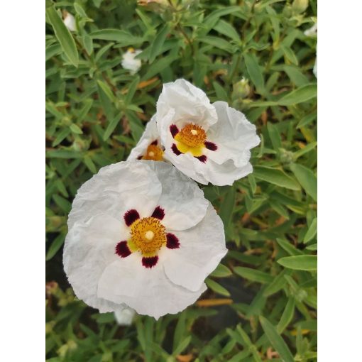 Cistus purpureus Alan Fradd - Bíbor szuhar