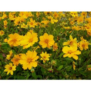 Coreopsis auriculata Elfin Gold - Menyecskeszem