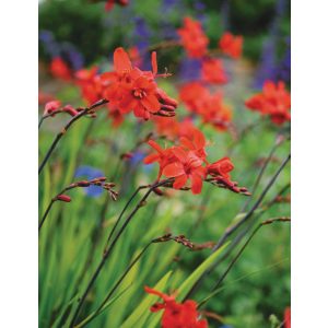 Crocosmia Hellfire - Sáfrányfű