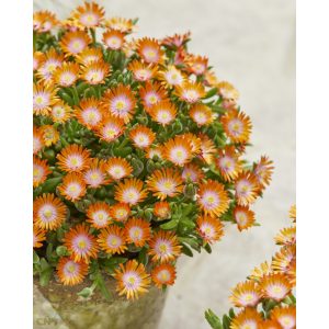 Delosperma Ice Cream Orange - Kristályvirág